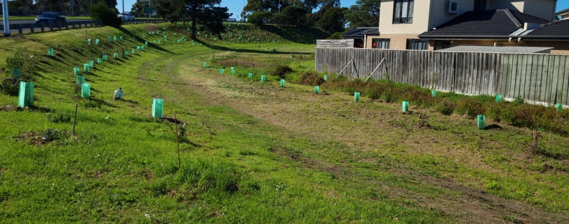 Banksia Planting in Seaford Vic